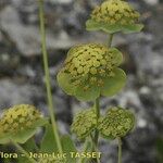 Bupleurum angulosum 花