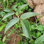 Zanthoxylum chalybeum ഇല