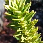 Araucaria muelleri Агульны выгляд