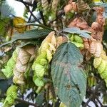 Flemingia strobilifera Blüte