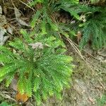 Lycopodium dendroideumLeht