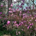 Rhododendron dauricum Habit