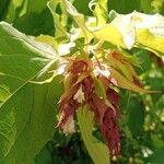 Leycesteria formosa Žiedas