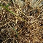 Aegilops geniculata Hábito