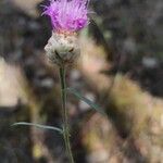 Centaurea alba Fiore