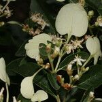 Calycophyllum candidissimum