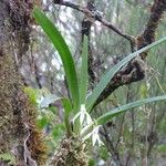 Jumellea triquetra Habitatea