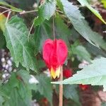 Abutilon megapotamicum Květ