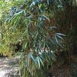 Pseudosasa japonica ഇല