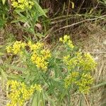 Euthamia graminifolia Fleur