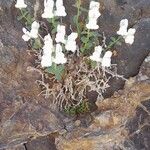 Antirrhinum sempervirens Flower