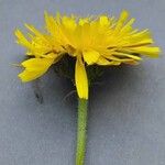 Picris hieracioides Flower