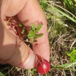 Vaccinium macrocarpon Фрукт