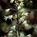 Heuchera sanguinea Virág