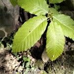 Castanea dentata Leaf