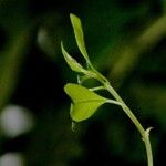 Pisonia aculeata その他の提案