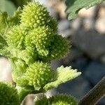 Xanthium strumarium Flower