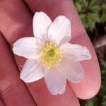 Anemonoides nemorosa Kvet