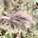 Bromus rubens Fruto