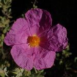 Cistus albidusVirág