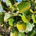 Cordia subcordata Leaf