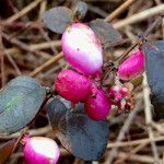 Symphoricarpos orbiculatus ফল