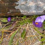 Crocus nudiflorus موطن