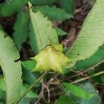 Sclerocroton cornutus Φρούτο