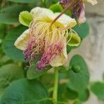 Capparis spinosa花