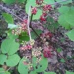 Aralia racemosa Fruit