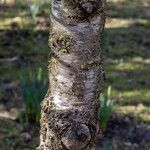 Prunus pseudocerasus 樹皮