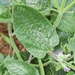 Scutellaria ovata Leaf