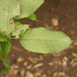 Sclerocroton cornutus Φύλλο