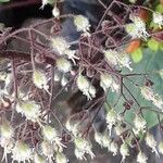 Heuchera micrantha Fruit