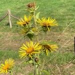 Inula helenium Květ