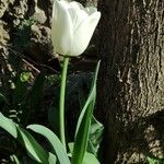 Tulipa gesneriana Cvet