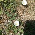 Convolvulus arvensisFlower