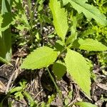 Phryma leptostachya Leaf