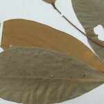 Aniba rosodora Leaf