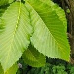 Quercus pontica Blatt