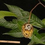 Annona mucosa Egyéb