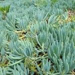 Senecio serpens Blad