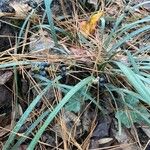 Ophiopogon