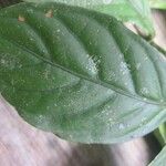 Psychotria cupularis Leaf