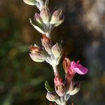 Teucrium divaricatum Fleur