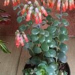 Kalanchoe marnieriana List