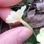 Primula acaulis Flower