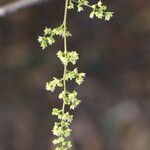 Searsia longipes Flower