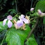 Phaseolus vulgaris Blüte