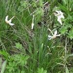 Narcissus poeticus Celota